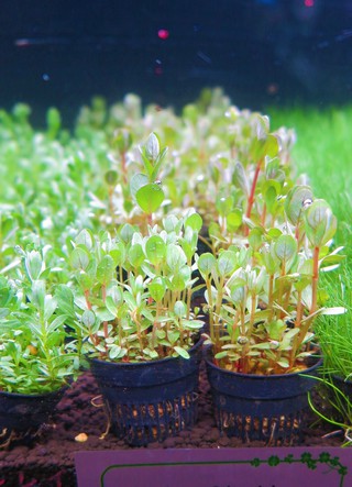ポットのまま植えられる水草大量入荷 1 7 ペットボックス沖縄ビアンコのスタッフブログ
