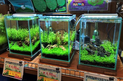 小型水槽で本格水草レイアウト ペットボックス沖縄ビアンコのスタッフブログ