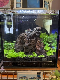 60cmパルダリウム作成しました！＼(^o^)／ │ ペットボックス沖縄