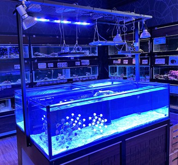 チヒロライトに海水サンゴ用が登場 ペットボックス沖縄ビアンコのスタッフブログ