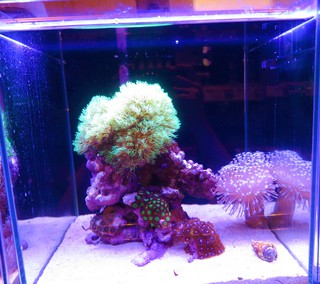小型水槽でサンゴ育成 ペットボックス沖縄ビアンコのスタッフブログ