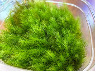 ハイゴケ&山苔各種入荷しました!! ハイゴケ&山苔各種入荷しました!!