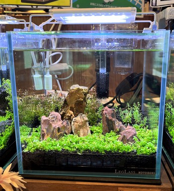 cmキューブお持ち帰りレイアウト水槽 ペットボックス沖縄ビアンコのスタッフブログ