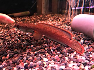 7 17淡水魚入荷案内 ペットボックス沖縄ビアンコのスタッフブログ