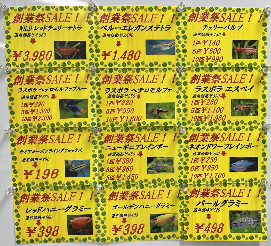 OKINAWA BIANCO大創業祭2025セール案内 ~淡水魚編~ │ ペットボックス