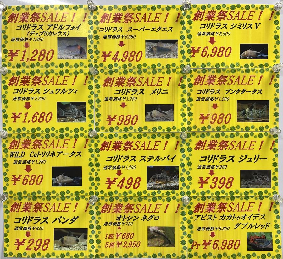 OKINAWA BIANCO大創業祭2025セール案内 ~淡水魚編~ │ ペットボックス