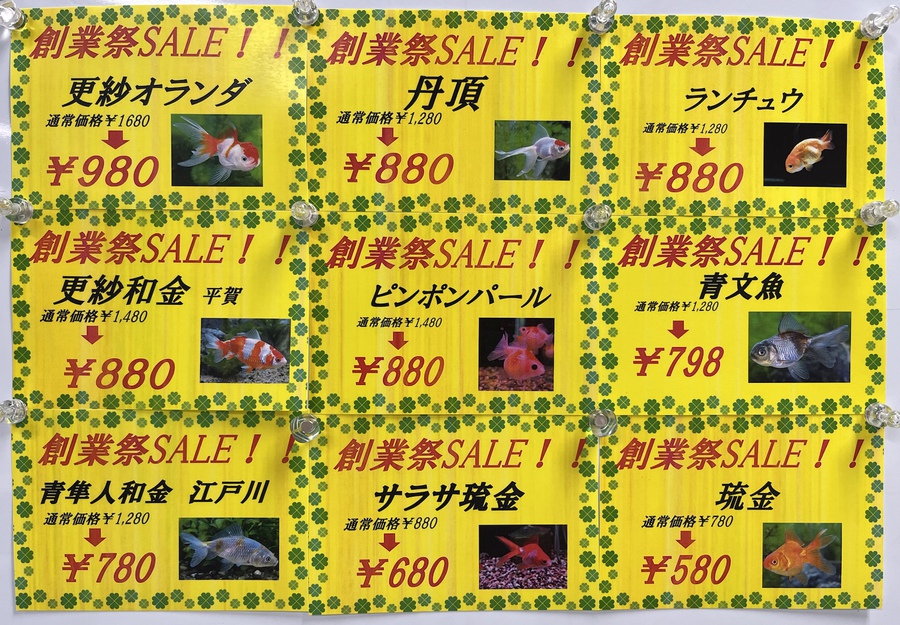 OKINAWA BIANCO大創業祭2025セール案内 ~淡水魚編~ │ ペットボックス