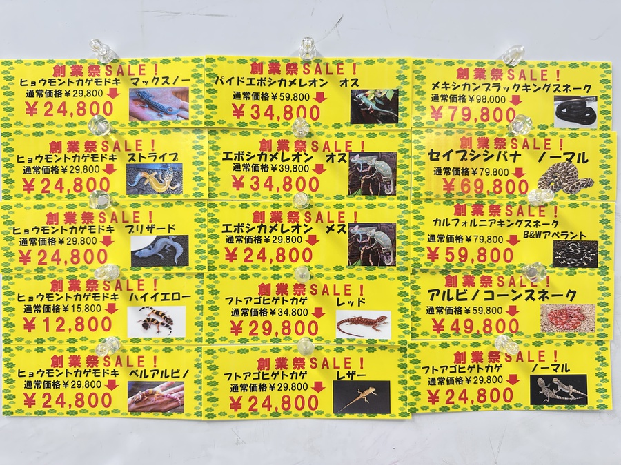 OKINAWA BIANCO大創業祭2024セール案内 ~海水・爬虫類編
