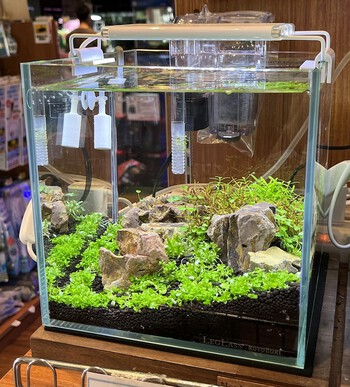 ポータブルPVCペットボックス、チック幼虫ヘッジホッグクーラー 