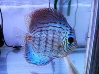 ADAアクアスカイ301ハイタイプ入荷！ │ ペットボックス沖縄ビアンコの