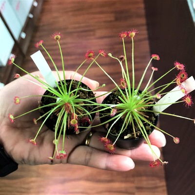 極美！食虫植物入荷しました！ │ ペットボックス沖縄ビアンコの