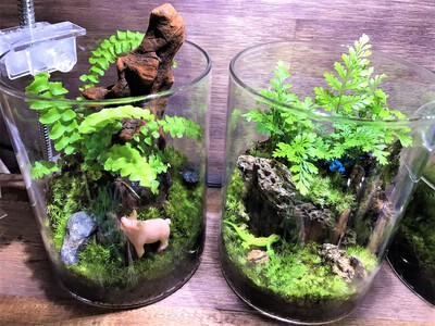 夏休みコケリウム教室！