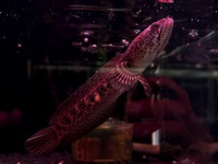 珍美種！アヌビアス・ナナ プチ スノーフレーク入荷しましたーー