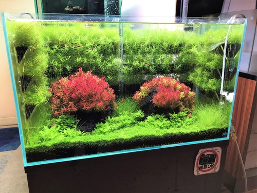 アースハンガーで水草の壁完成 ペットボックス沖縄ビアンコのスタッフブログ アースハンガーで水草の壁完成 ペットボックス沖縄ビアンコのスタッフブログ