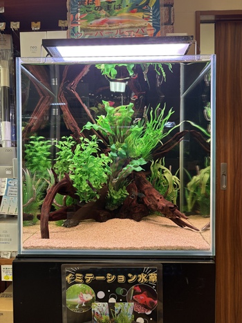 イミテーション水槽レイアウト変更しました！ │ ペットボックス沖縄 