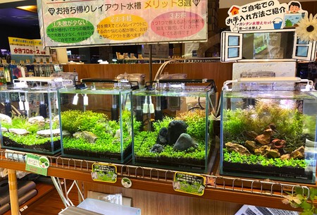 秋は水草飼育のチャンスです!! 秋は水草飼育のチャンスです!!