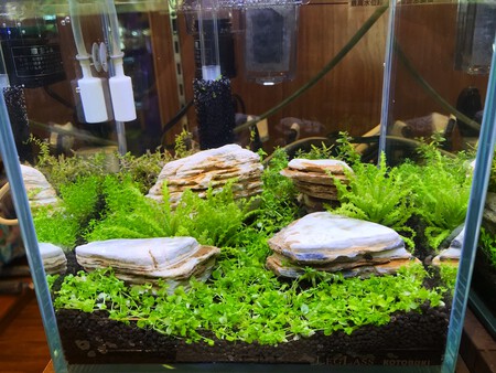 秋は水草飼育のチャンスです!! 秋は水草飼育のチャンスです!!