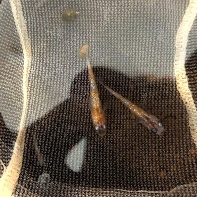 金魚 メダカ入荷 上物親桜錦入りましたーーー ペットボックス沖縄ビアンコのスタッフブログ