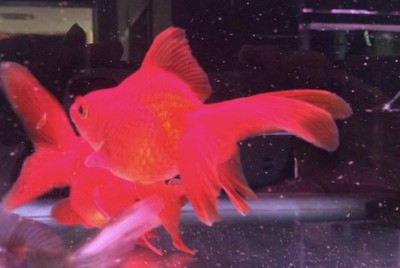 金魚 メダカ入荷しました ペットボックス沖縄ビアンコのスタッフブログ