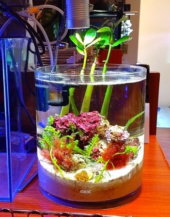 マングローブ順調に育ってます ペットボックス沖縄ビアンコのスタッフブログ