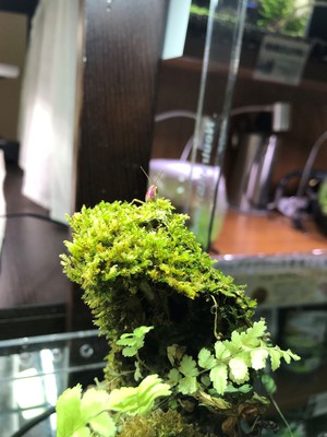 開店前に起きた珍事件！