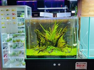 店内レイアウト75cm水槽「水草」 │ ペットボックス沖縄ビアンコの