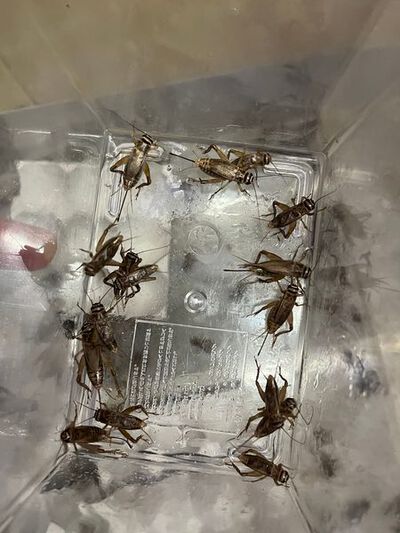 ヨーロッパイエコオロギML 入荷しました │ ペットボックス沖縄 