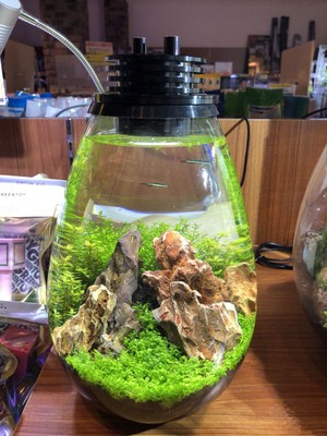 New 可愛い スタイリッシュ水槽 ペットボックス沖縄ビアンコのスタッフブログ