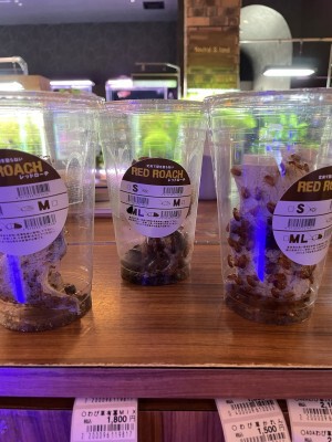 人気な生き餌～レッドローチ～ │ ペットボックス沖縄ビアンコの 