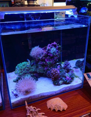 サンゴ水槽に可愛いあの子を入れてみました ペットボックス沖縄ビアンコのスタッフブログ