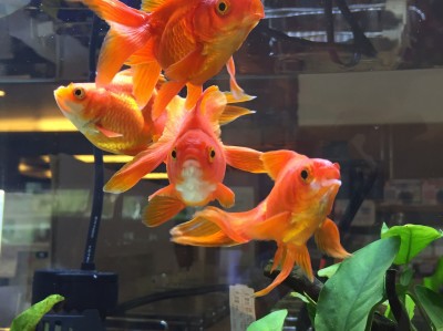 金魚レイアウト作成中！