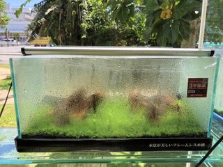 窓辺でスクスク ミスト式で水草育成中 ペットボックス沖縄ビアンコのスタッフブログ