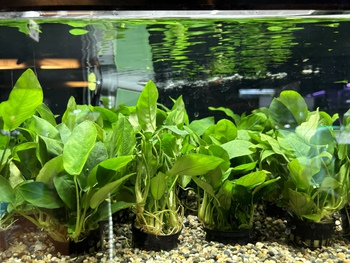 大量のアヌビアスナナ 水槽用「沖縄限定」 水草入荷しました！！ │ ペットボックス沖縄ビアンコのスタッフブログ