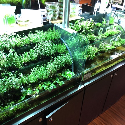 ADA侘び草入荷しました！ │ ペットボックス沖縄ビアンコのスタッフブログ