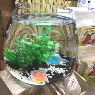 プラントグラス入荷しましたー♪ │ ペットボックス沖縄ビアンコの