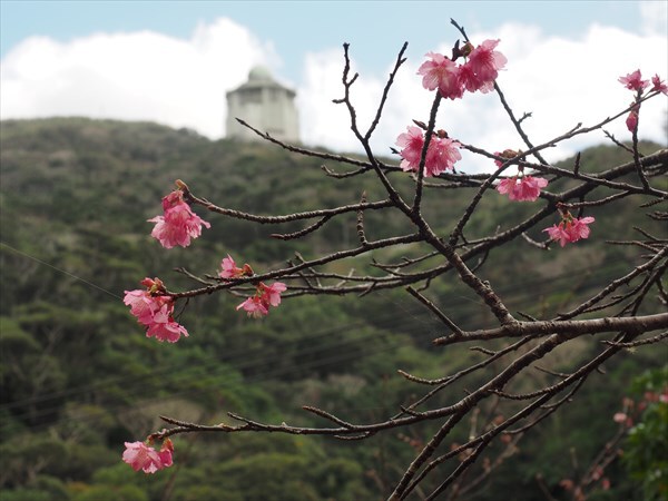 寒緋桜と八重岳山頂