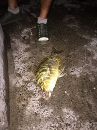 介護fishingパート② 2015/08/08 15:38:08