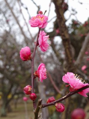 春とうからじ