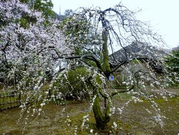 水戸偕楽園