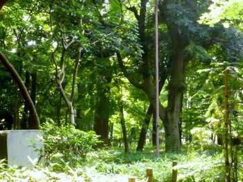 蘆花恒春園