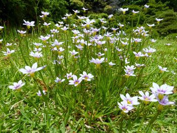 小石川植物園