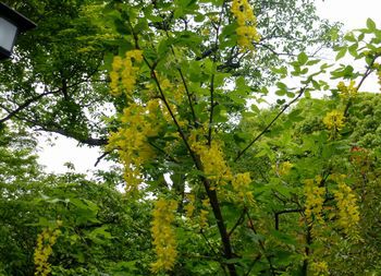 百草園