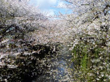 目黒川のサクラ