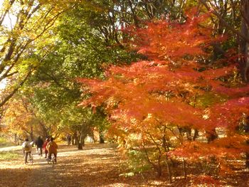 紅葉狩り