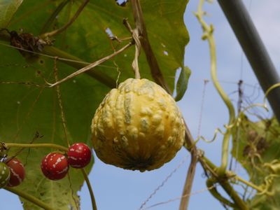 大船植物園