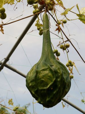 大船植物園