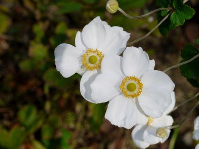 大船植物園