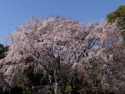 お花見