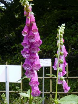 小石川植物園