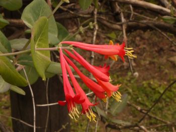 小石川植物園